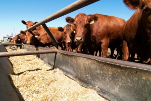 7 Cows Avoiding GMO feed