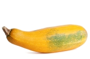 Yellow Squash Genetic Engineered